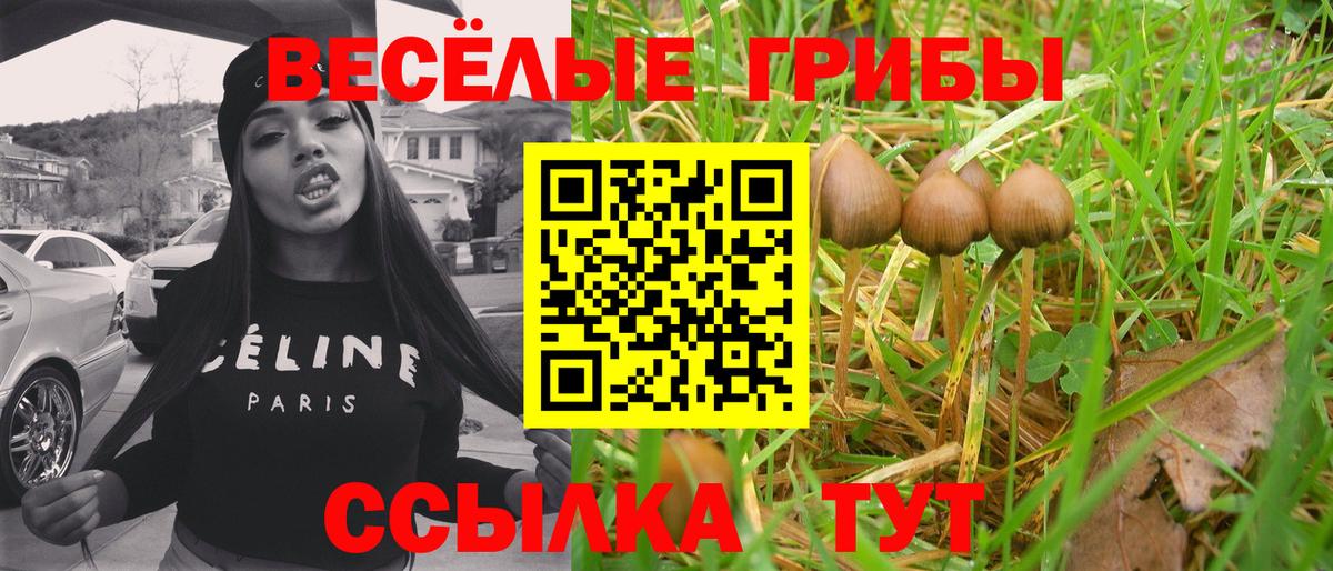 Псилоцибиновые грибы Psilocybine cubensis Ленинск-Кузнецкий